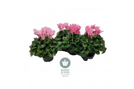 Cyclamen pers. super serrie mammoth Roze gevlamd - 32cm Diam.