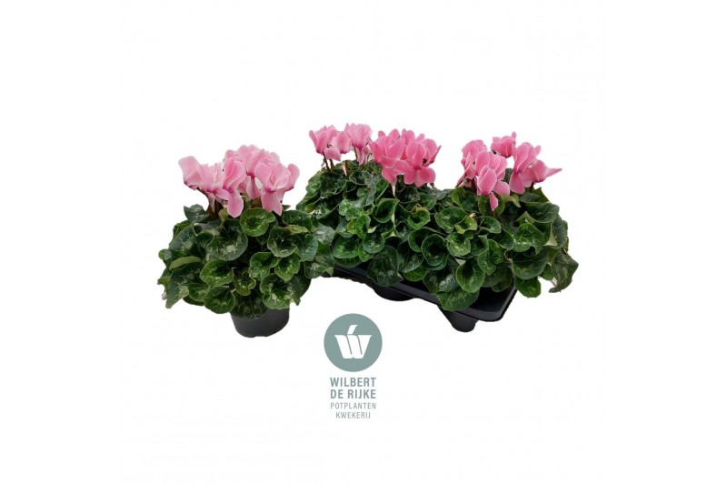 Cyclamen pers. super serrie mammoth Roze gevlamd - 32cm Diam. Cyclamen pers. super serrie mammoth Roze gevlamd - 32cm Diam.
