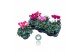 Cyclamen pers. midi super serie allure Mixtray - 25cm Diam. 