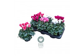 Cyclamen pers. midi super serie allure Mixtray - 25cm Diam.