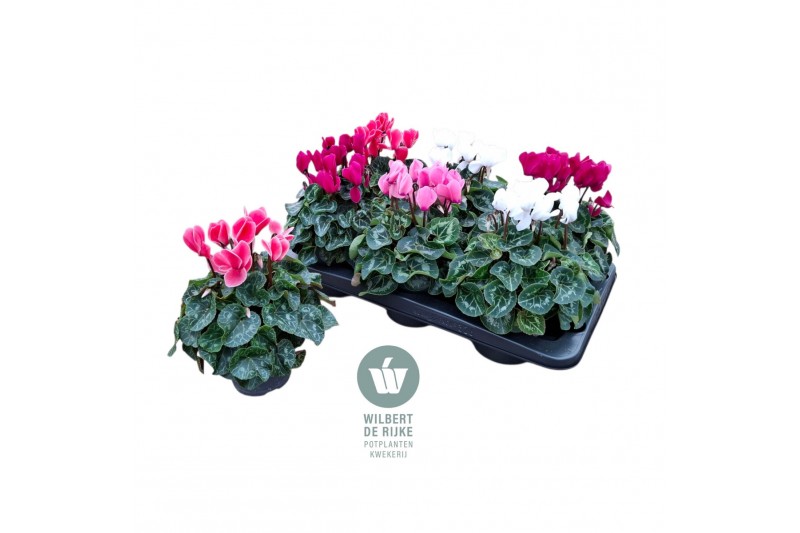 Cyclamen pers. midi super serie allure Mixtray - 25cm Diam. Cyclamen pers. midi super serie allure Mixtray - 25cm Diam.