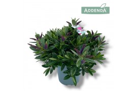 Hebe Hebe Addenda Donna® - Blauw