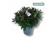 Hebe Hebe Addenda Donna® - Paars 