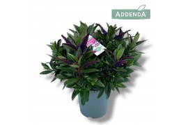 Hebe Hebe Addenda Donna® - Paars
