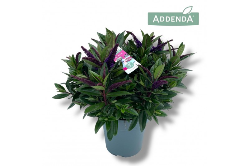 Hebe Hebe Addenda Donna® - Paars 