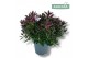 Hebe Hebe Addenda Donna® - Roze 