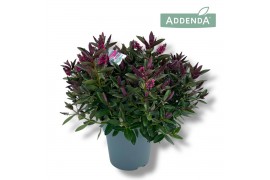 Hebe Hebe Addenda Donna® - Roze