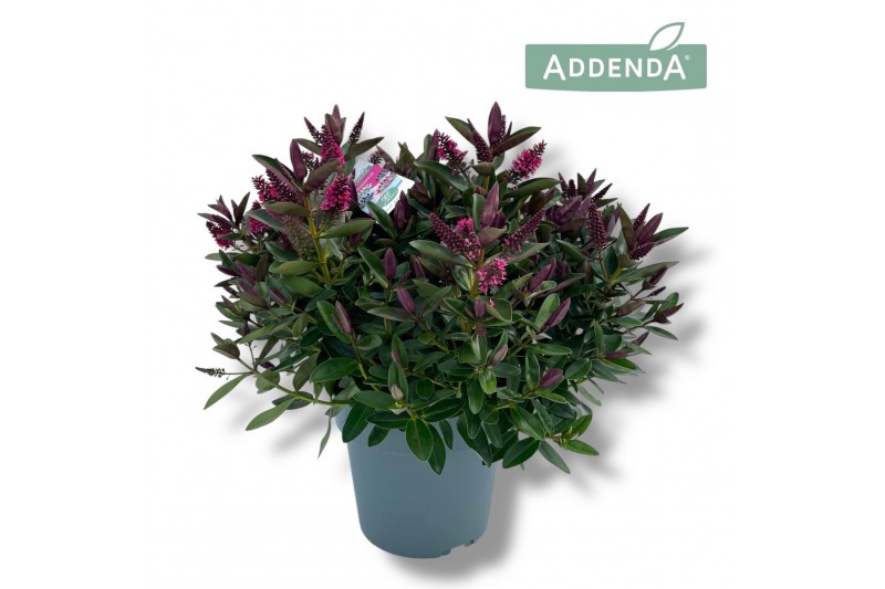 Hebe Hebe Addenda Donna® - Roze 