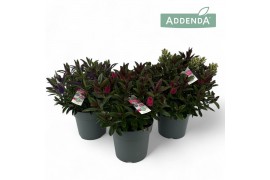 Hebe Hebe Addenda Donna® - Mixlaag