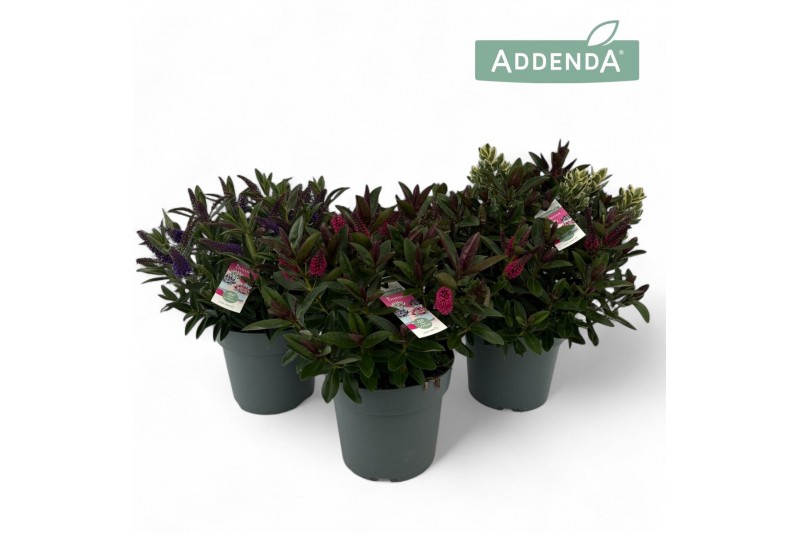 Hebe Hebe Addenda Donna® - Mixlaag 