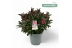 Hebe Hebe Addenda Donna® - Mixlaag 