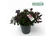 Hebe Hebe Addenda Donna® - Mixlaag 