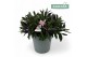 Hebe Hebe Addenda Donna® - Mixlaag 