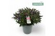 Hebe Hebe Addenda Donna® - Mixlaag 
