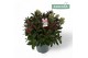 Hebe Hebe Addenda Donna® - Mixlaag 