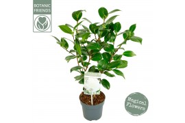 Camellia japonica nuccios gem premium