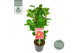 Camellia japonica dr king