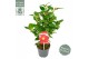 Camellia japonica dr king 