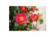 Camellia japonica dr king 