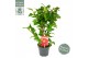 Camellia japonica dr king 