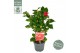 Camellia japonica dr king 