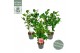 Camellia japonica premium mixlaag 