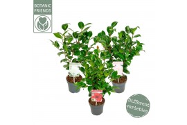 Camellia japonica premium mixlaag