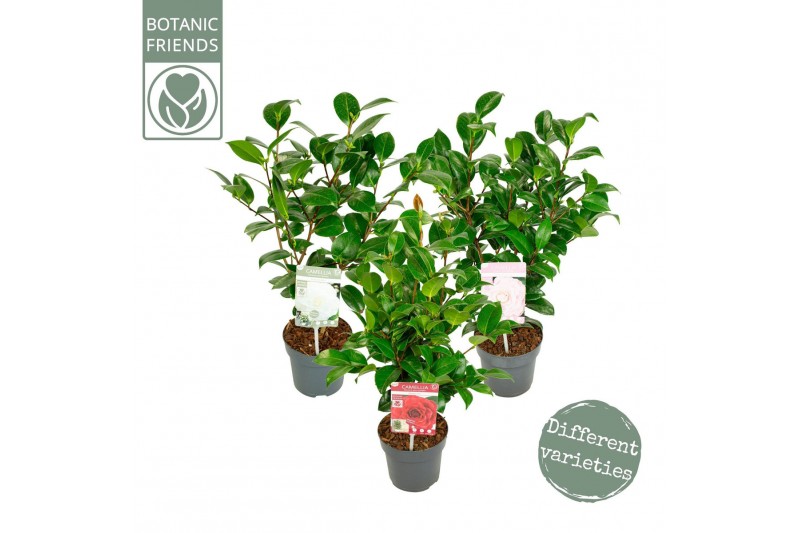 Camellia japonica premium mixlaag 