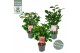 Camellia japonica premium mixlaag 