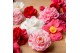 Camellia japonica premium mixlaag 