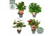 Camellia japonica premium mixlaag 