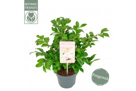 Camellia japonica winter perfume pearl® premium