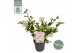 Camellia japonica winter perfume pearl® premium 