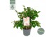 Camellia japonica winter perfume pearl® premium 