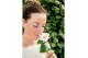 Camellia japonica winter perfume pearl® premium 