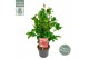 Camellia japonica black lace premium 