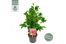 Camellia japonica black lace premium