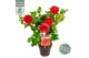 Camellia japonica black lace premium 