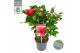 Camellia japonica black lace premium 