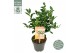 Camellia sasanqua autumn festival premium 