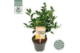 Camellia sasanqua autumn festival premium