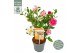 Camellia sasanqua autumn festival premium 