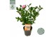 Camellia sasanqua autumn festival premium 