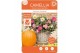 Camellia sasanqua autumn festival premium 