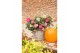 Camellia sasanqua autumn festival premium 