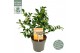 Camellia sasanqua autumn festival premium 