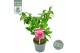 Camellia japonica volunteer premium 
