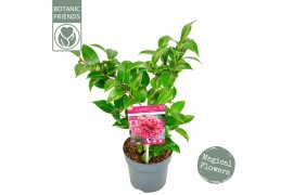 Camellia japonica volunteer premium