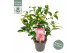 Camellia japonica volunteer premium 