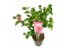 Camellia japonica volunteer premium 